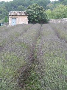 SPRINGTIME IN FRANCE: PROVENCE AND PARIS